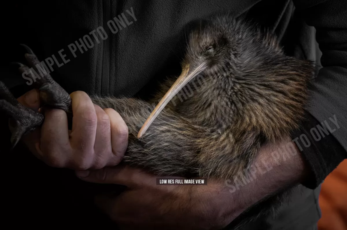 North Island brown kiwi 000