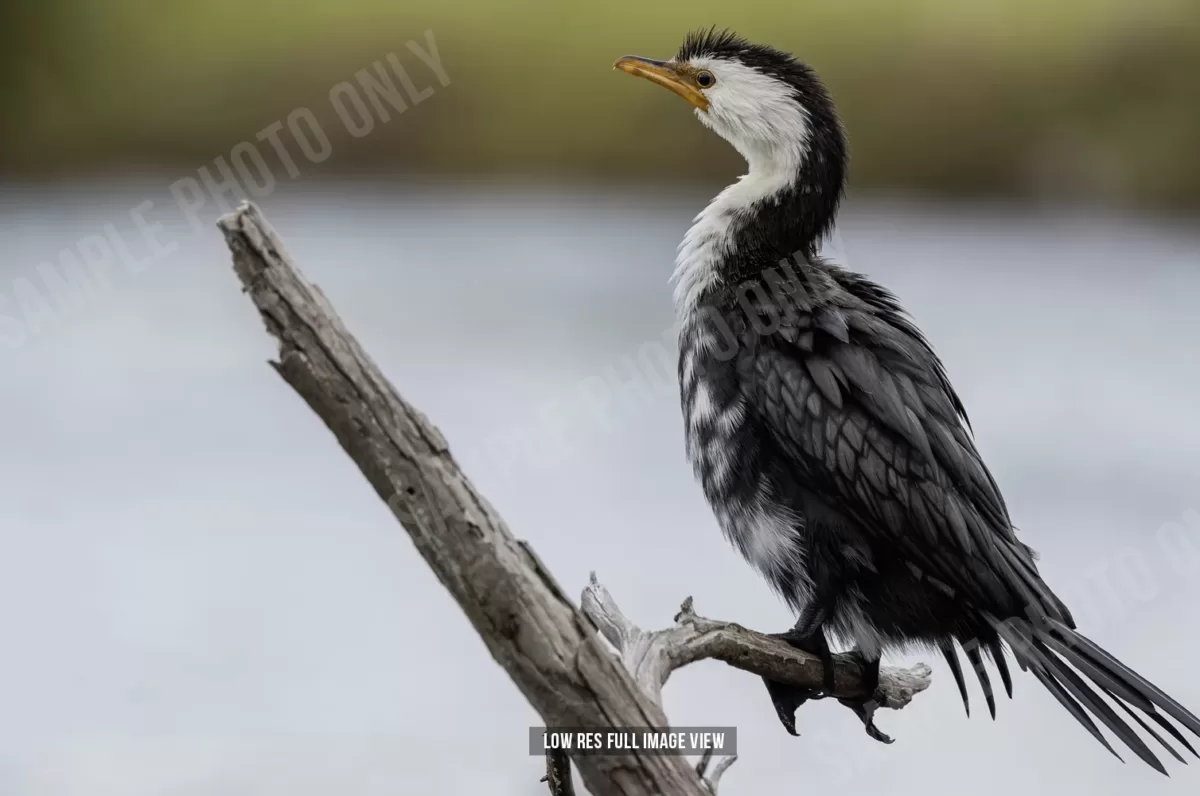 Little shag 002 - Image 2