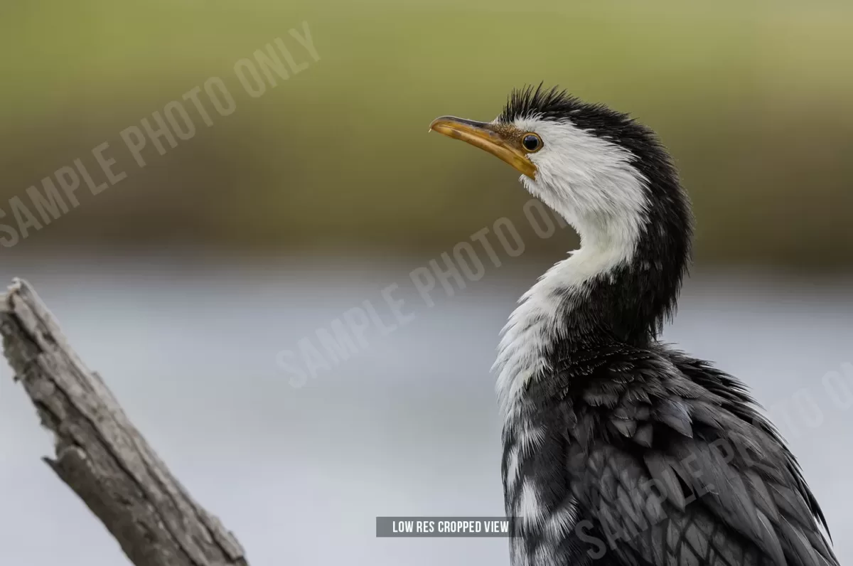 Little shag 002