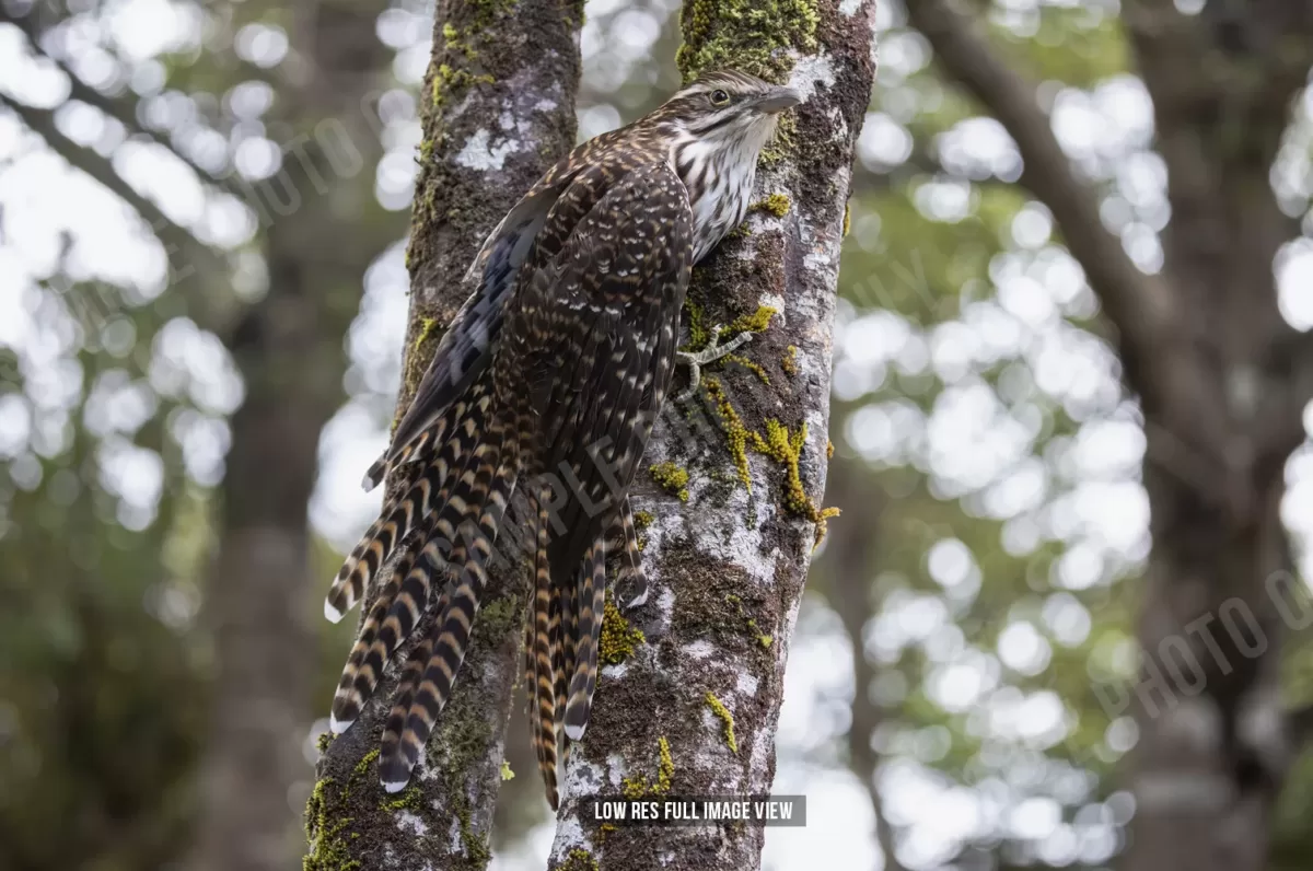 Long-tailed cuckoo 001 - Image 2