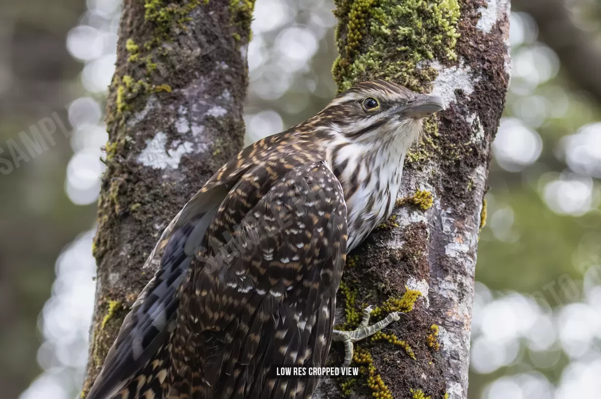 Long-tailed cuckoo 001