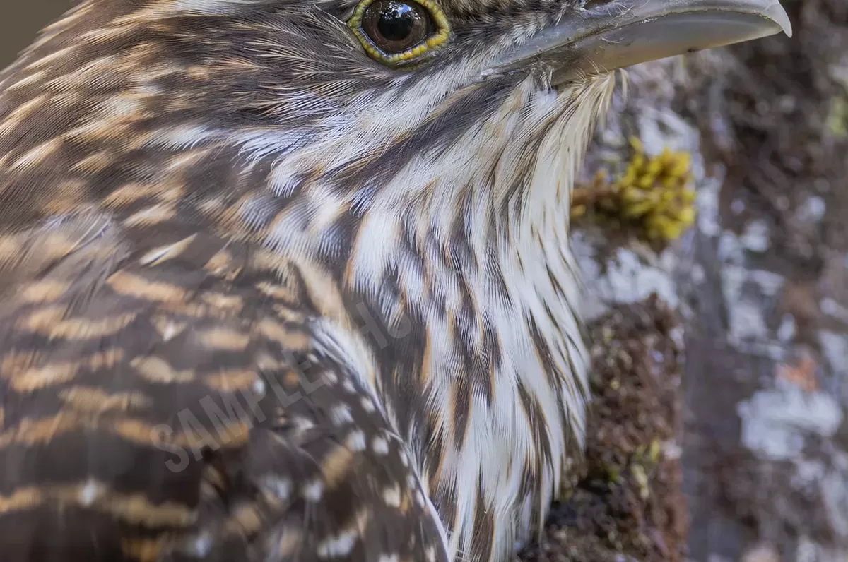 Long-tailed cuckoo 002