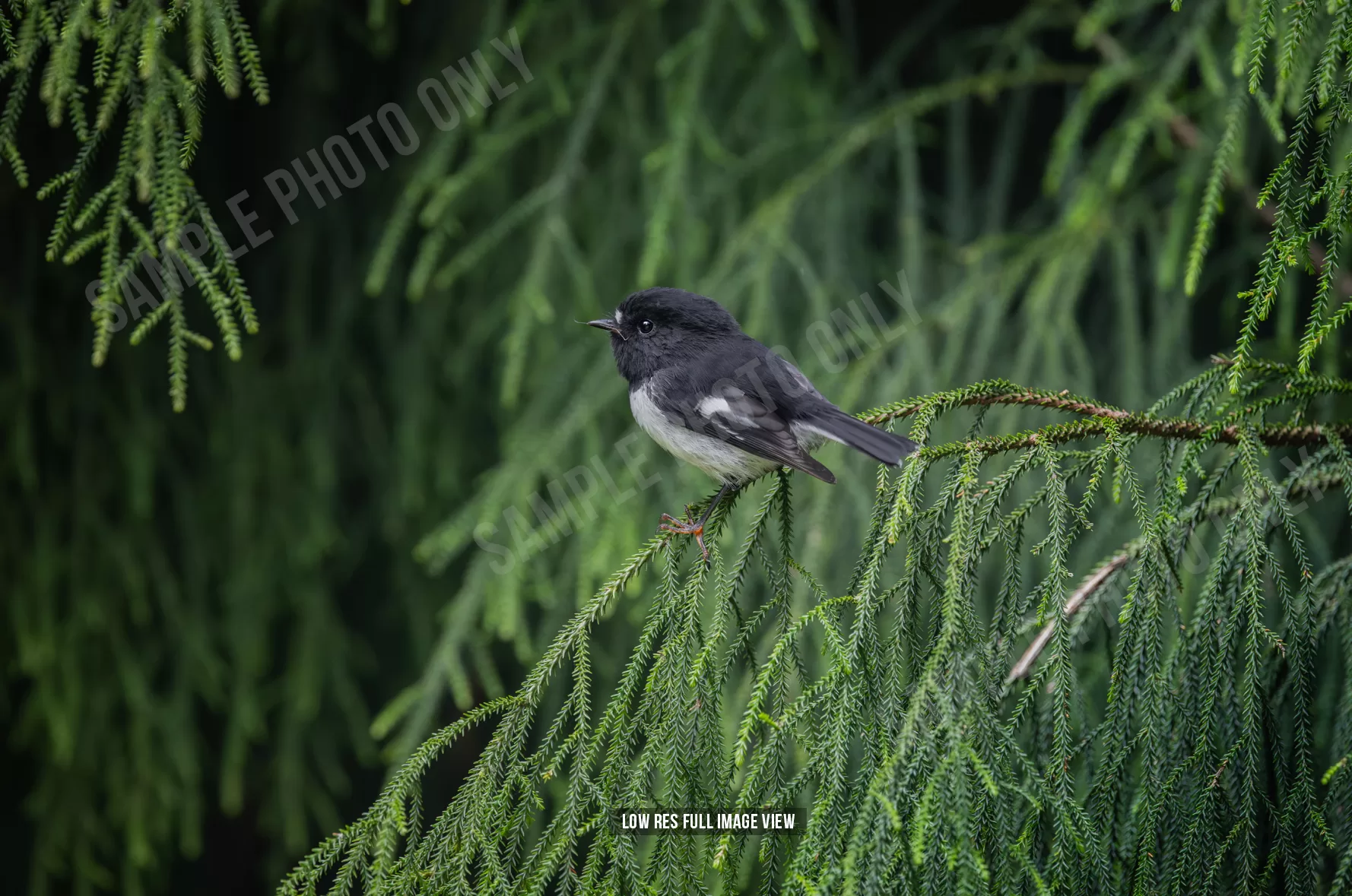 Tomtit 005