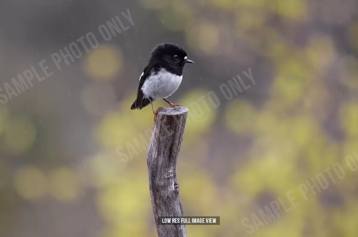 Tomtit 000
