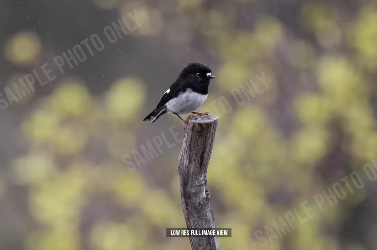 Tomtit 001