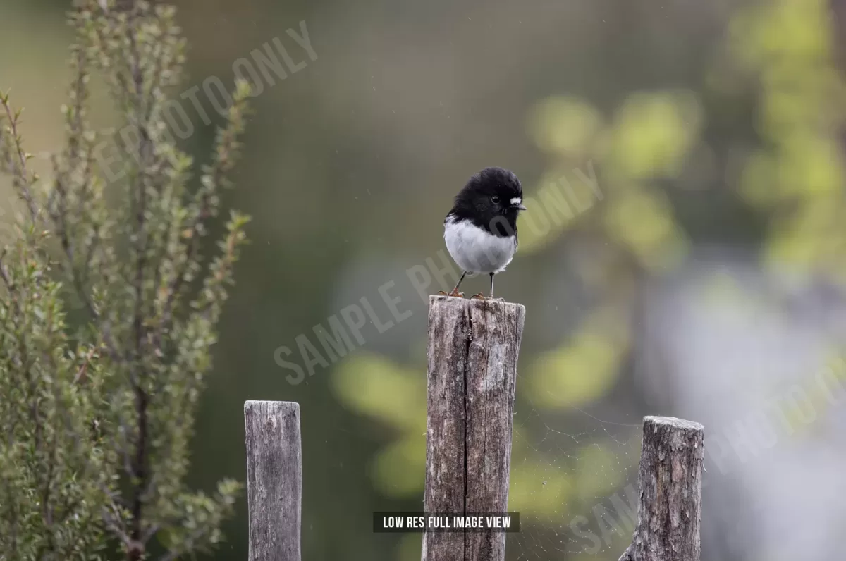 Tomtit 003