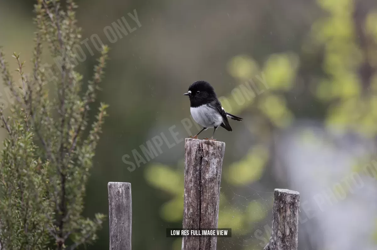 Tomtit 004