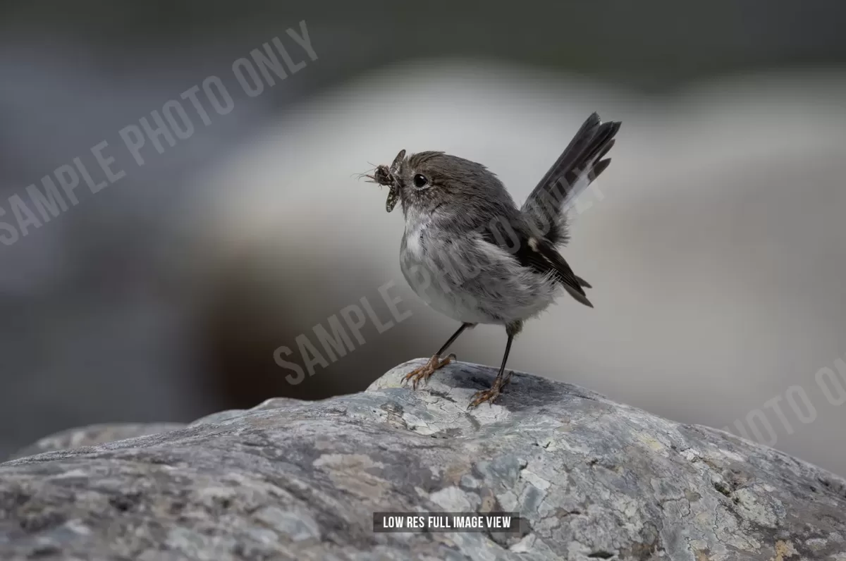 Tomtit 007
