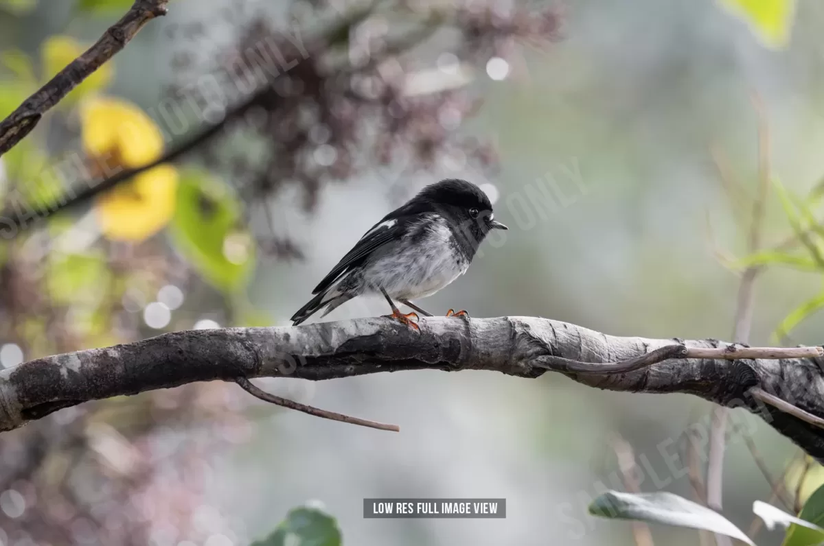 Tomtit 008