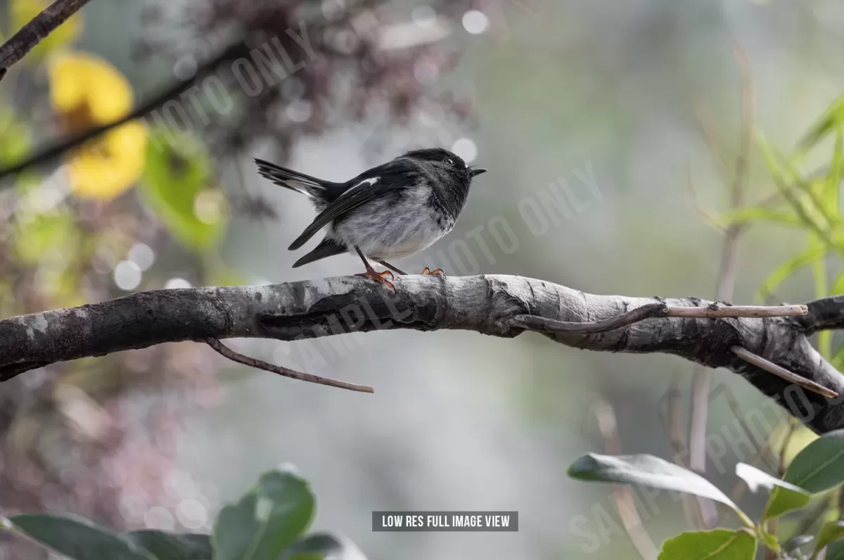 Tomtit 009