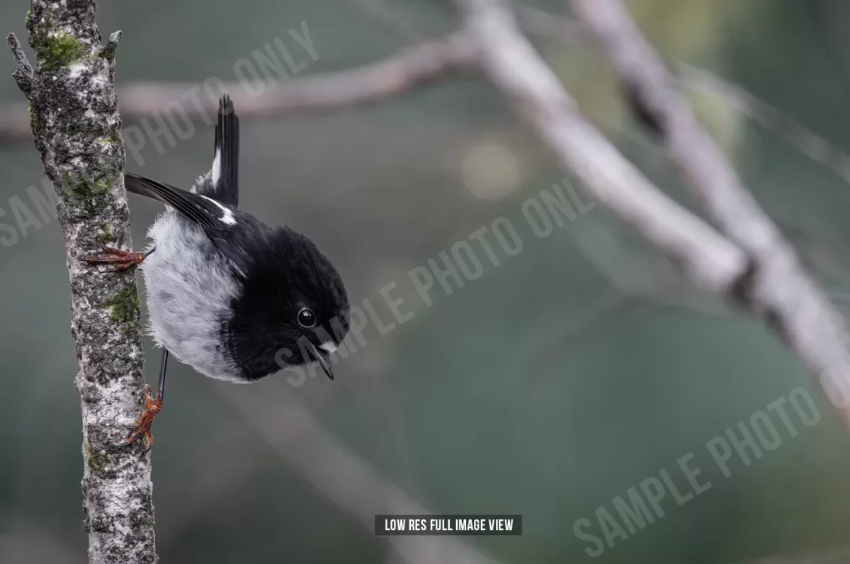 Tomtit 010