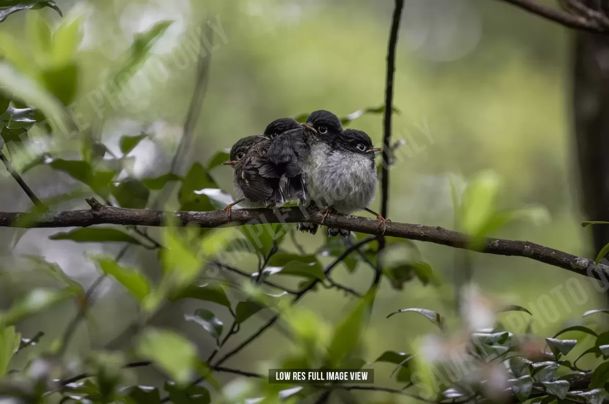 Tomtit 011
