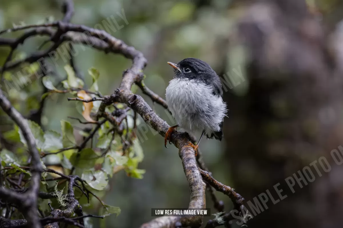 Tomtit 012