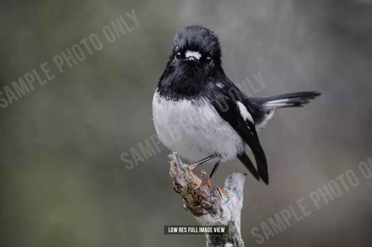 Tomtit 014