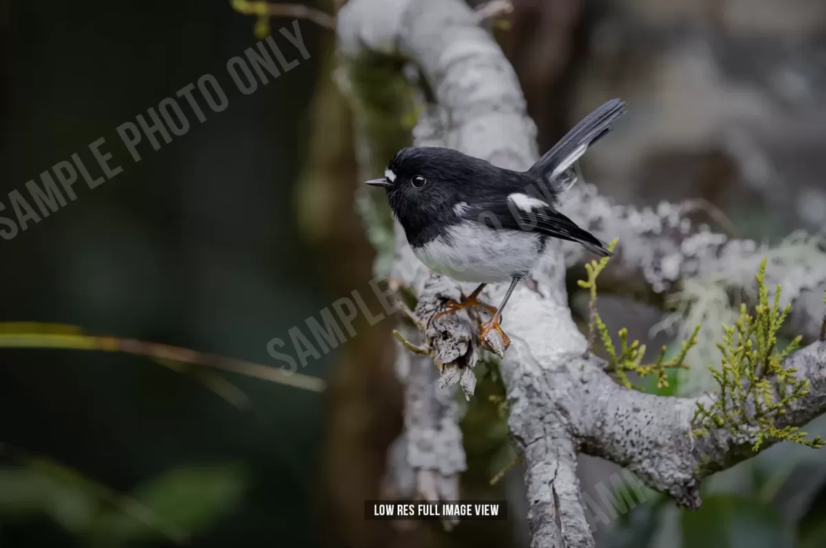 Tomtit 016