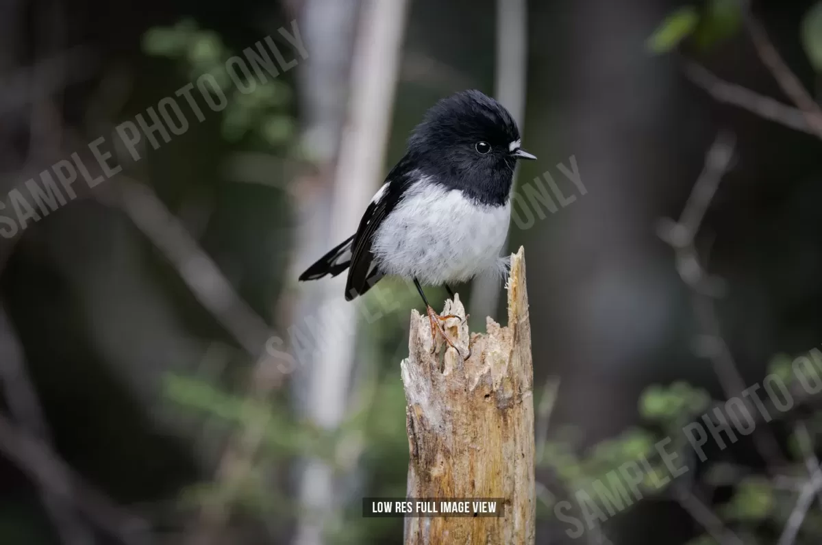 Tomtit 018