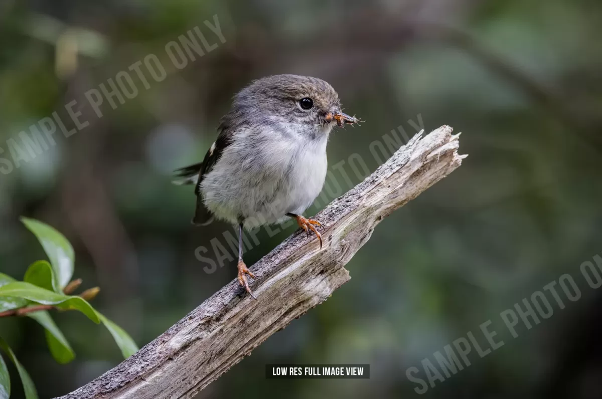 Tomtit 019