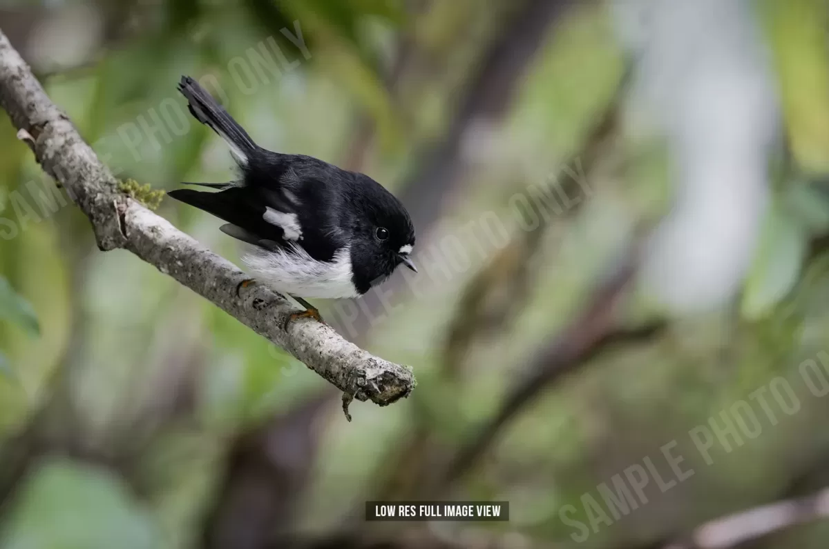 Tomtit 021