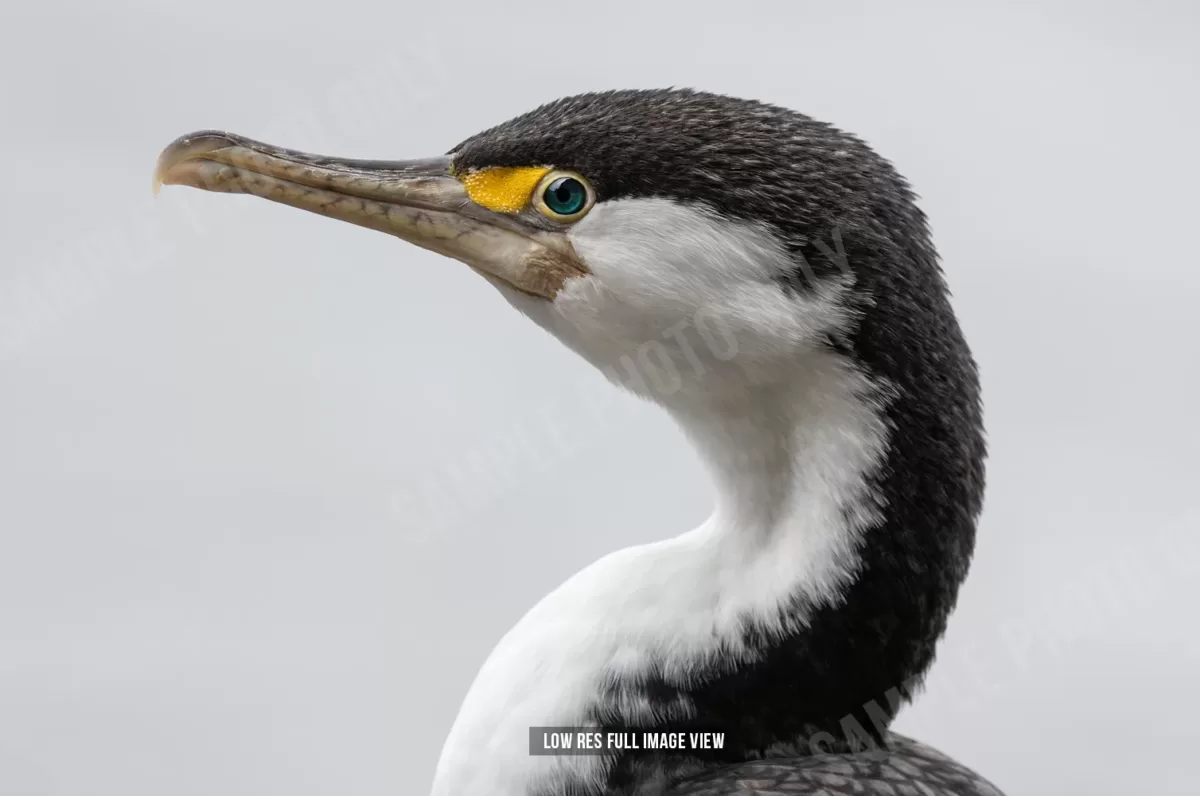 Pied shag 001 - Image 2