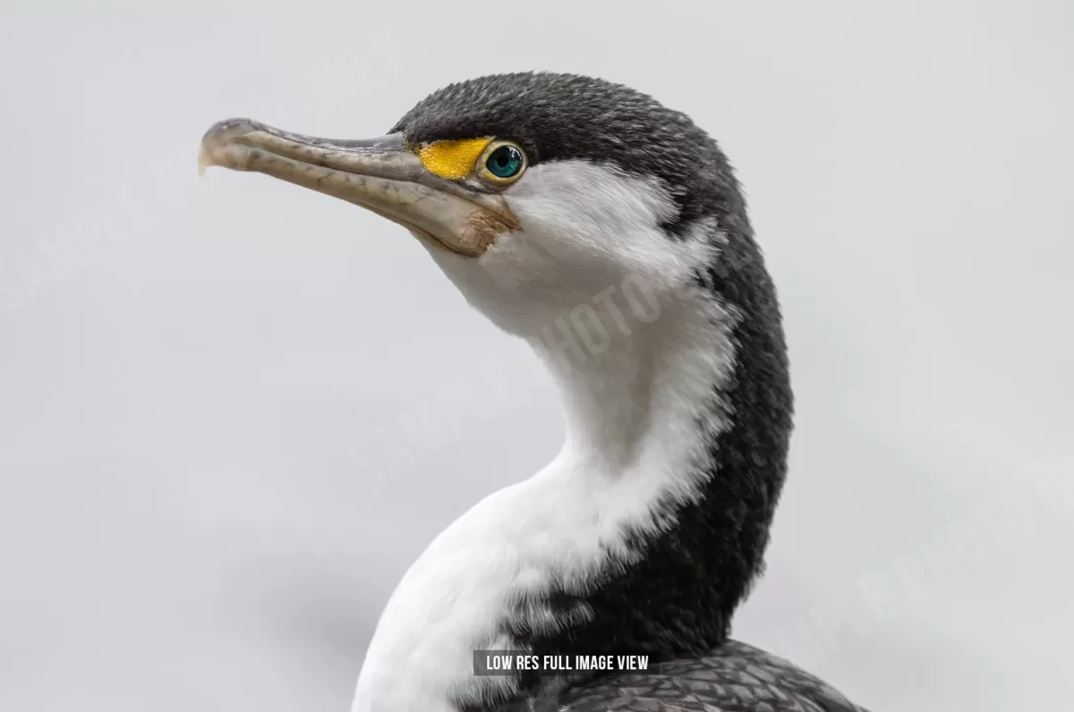 Pied shag 002 - Image 2