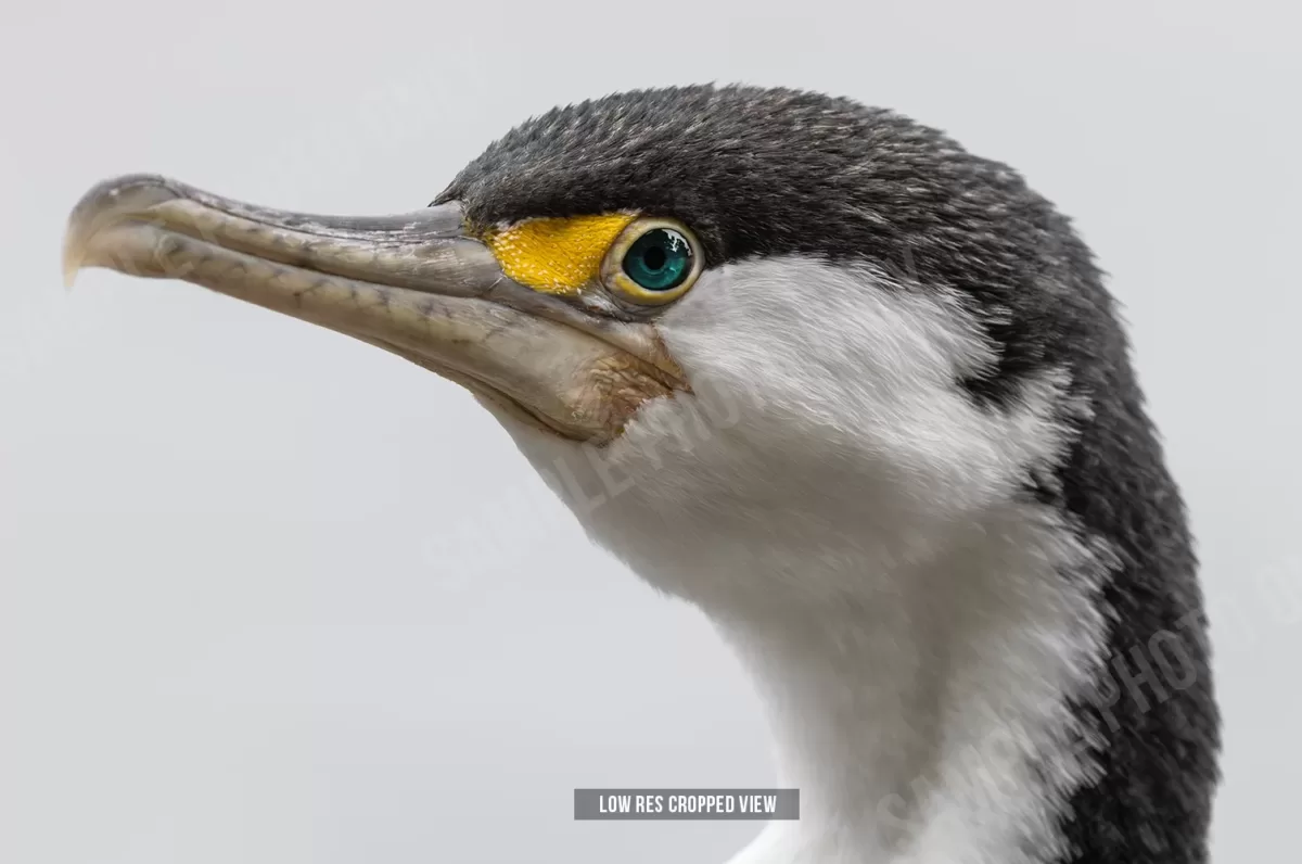 Pied shag 002