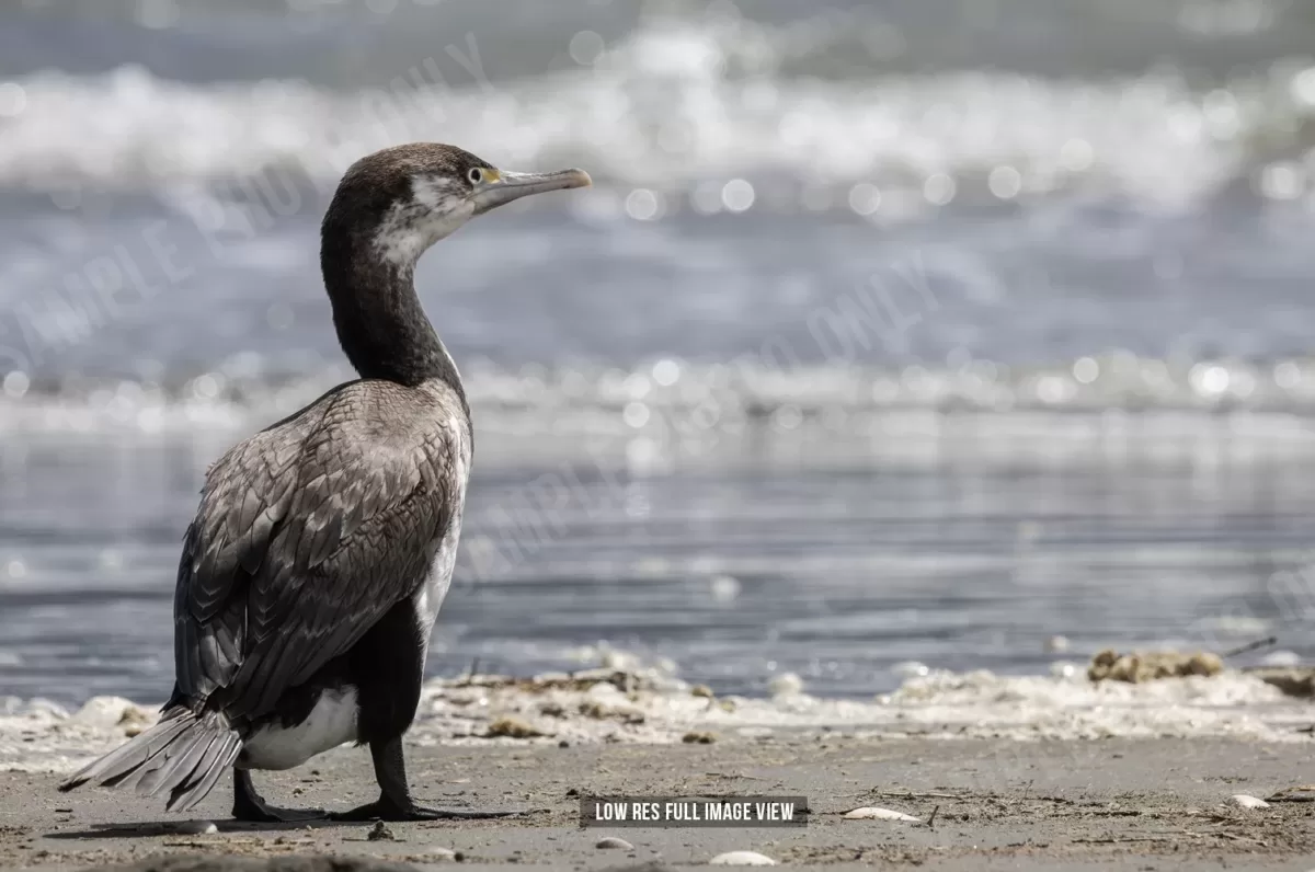 Pied shag 003 - Image 2