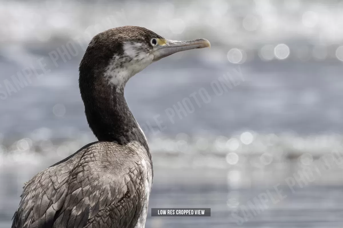 Pied shag 003