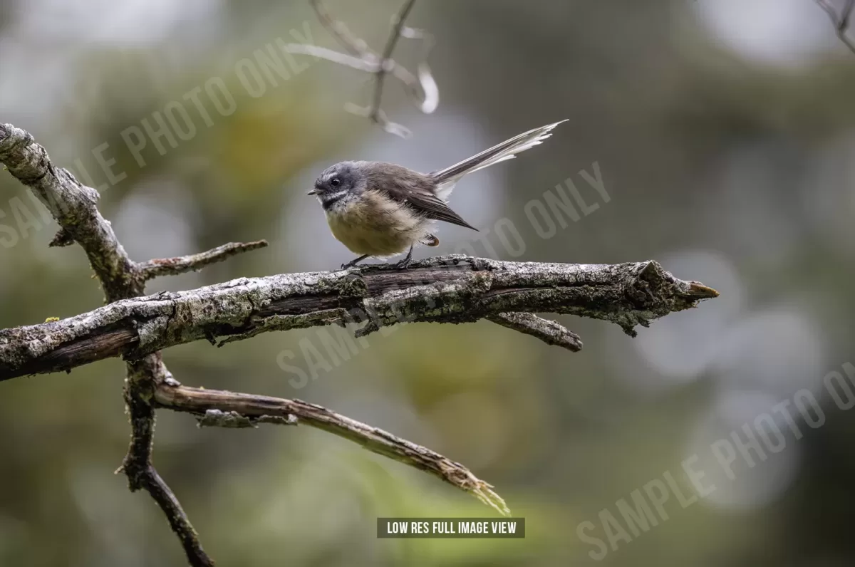 Fantail 000