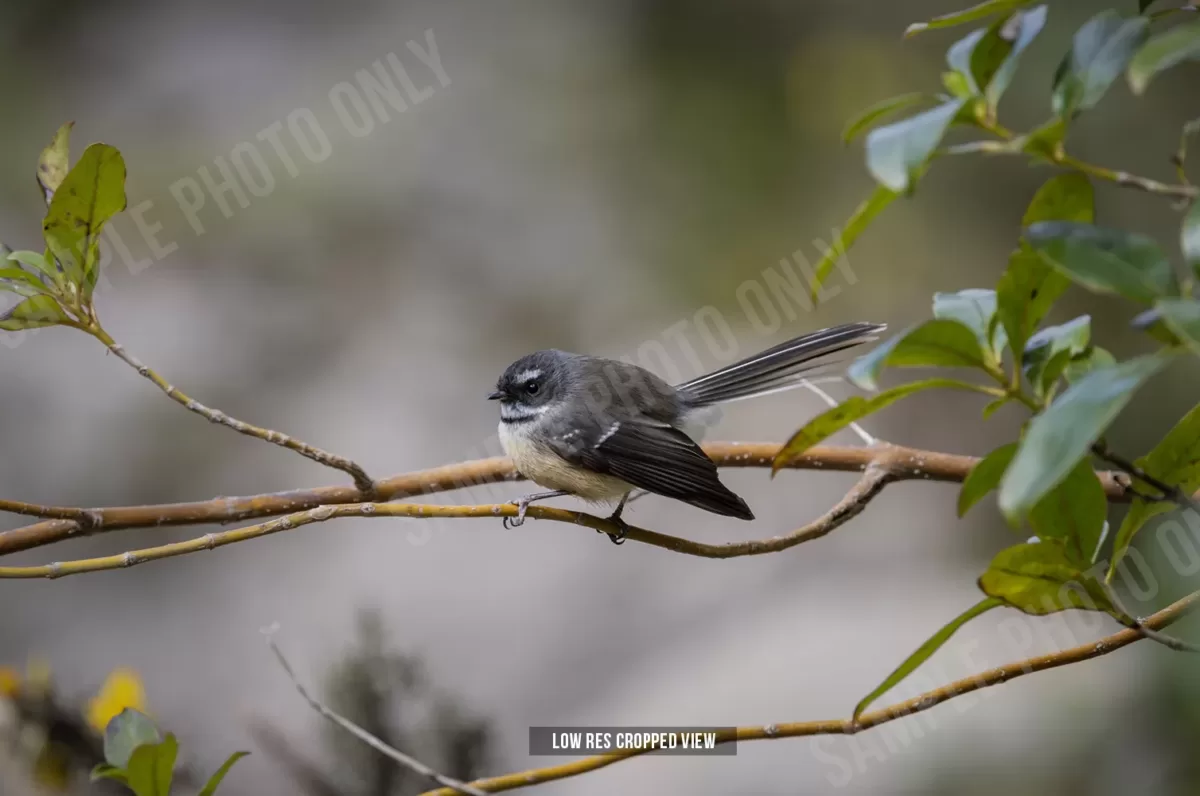 Fantail 001