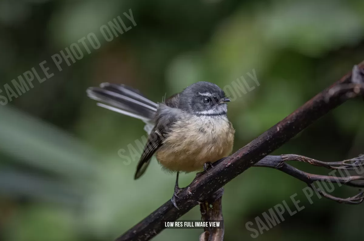 Fantail 002