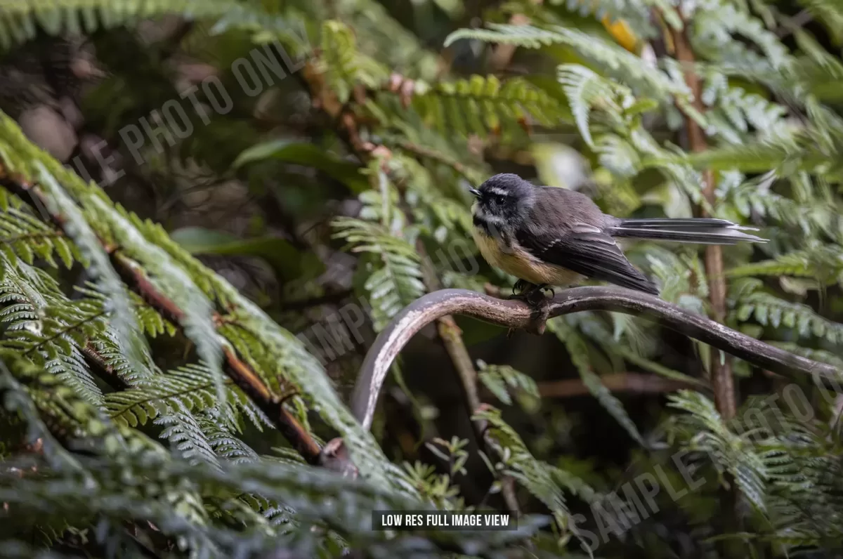 Fantail 004