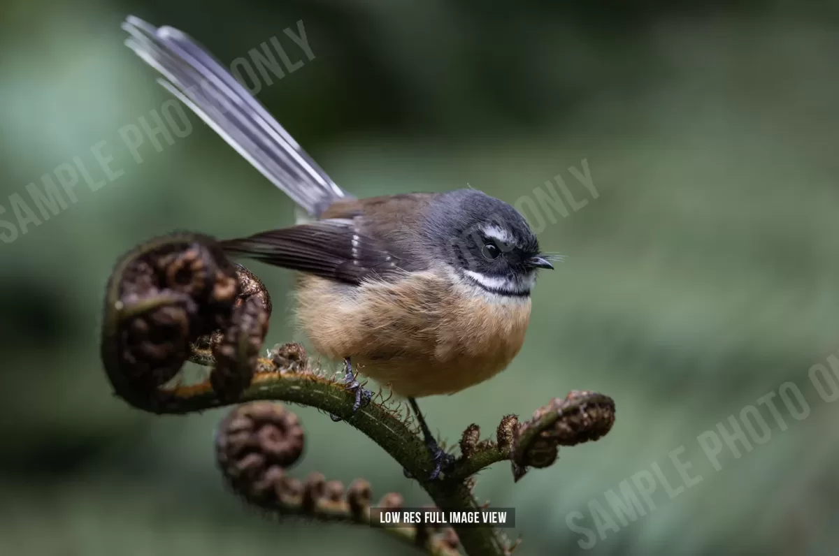 Fantail 005