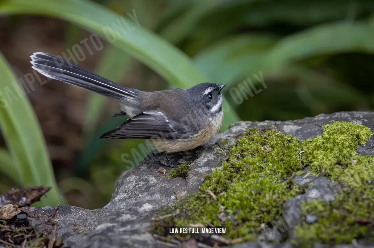 Fantail 006