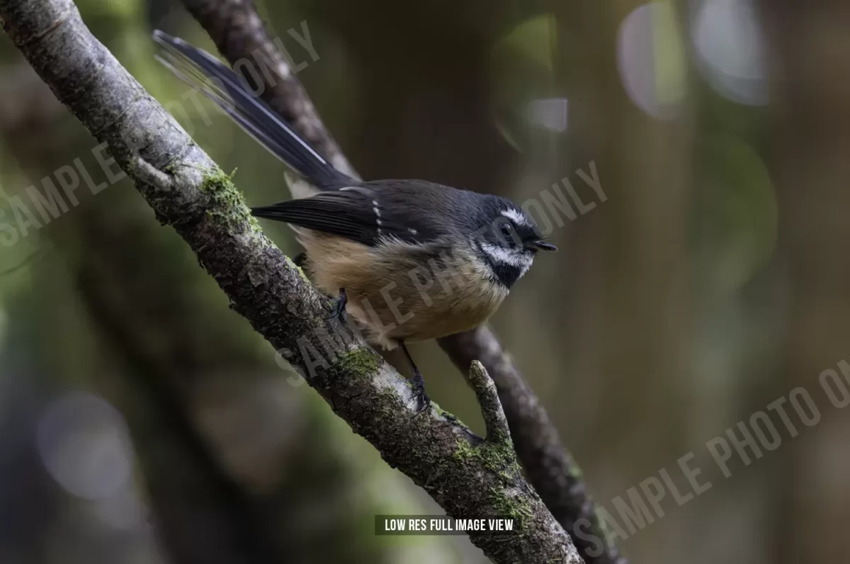 Fantail 007