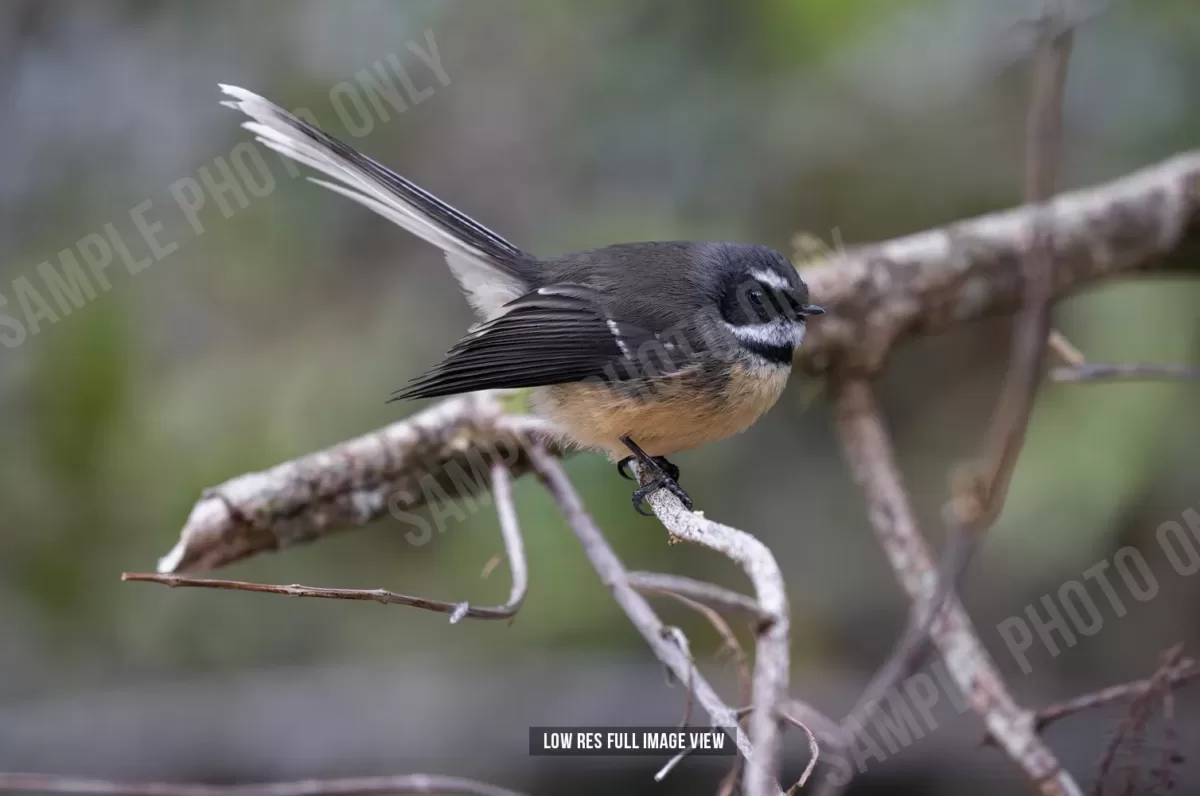 Fantail 008