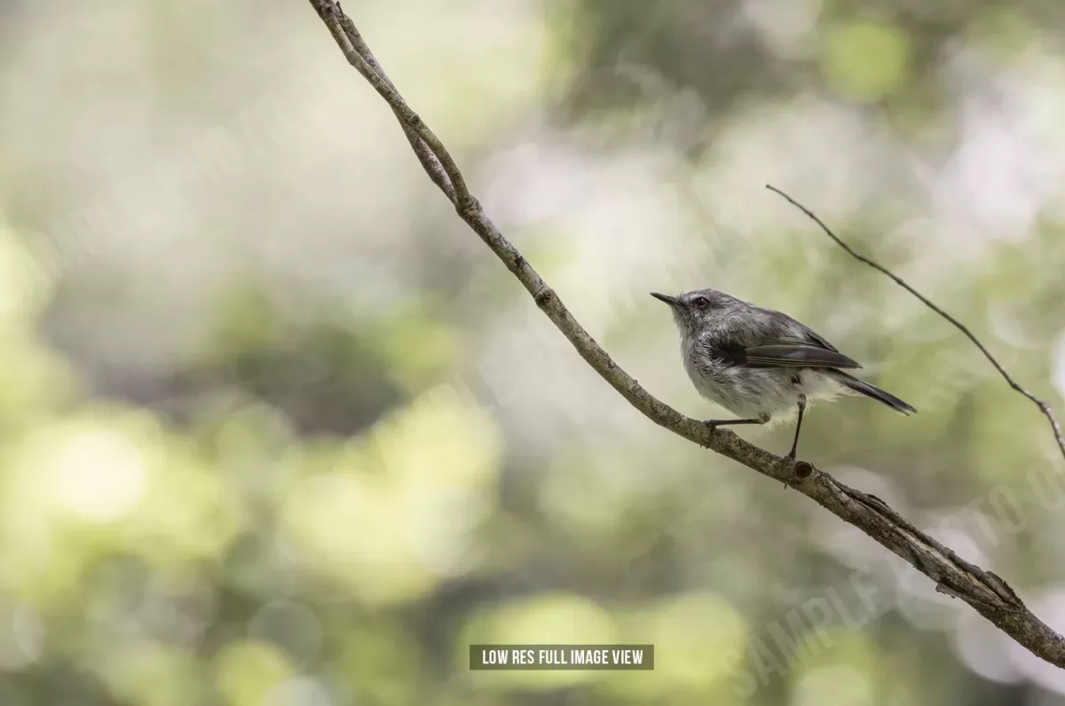 Grey warbler 000 - Image 2