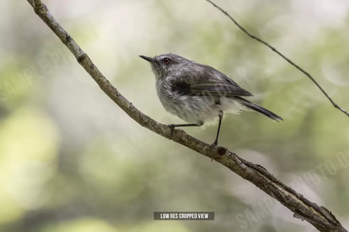 Grey warbler 000