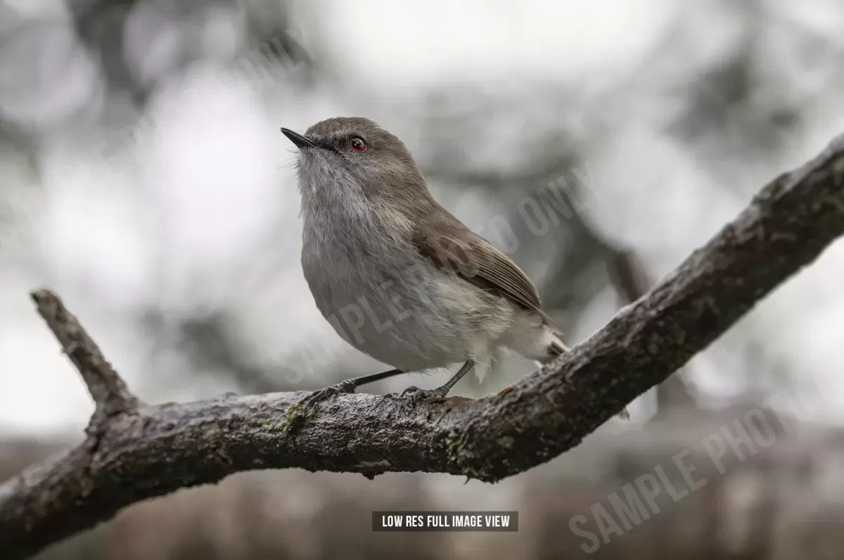 Grey warbler 001 - Image 2