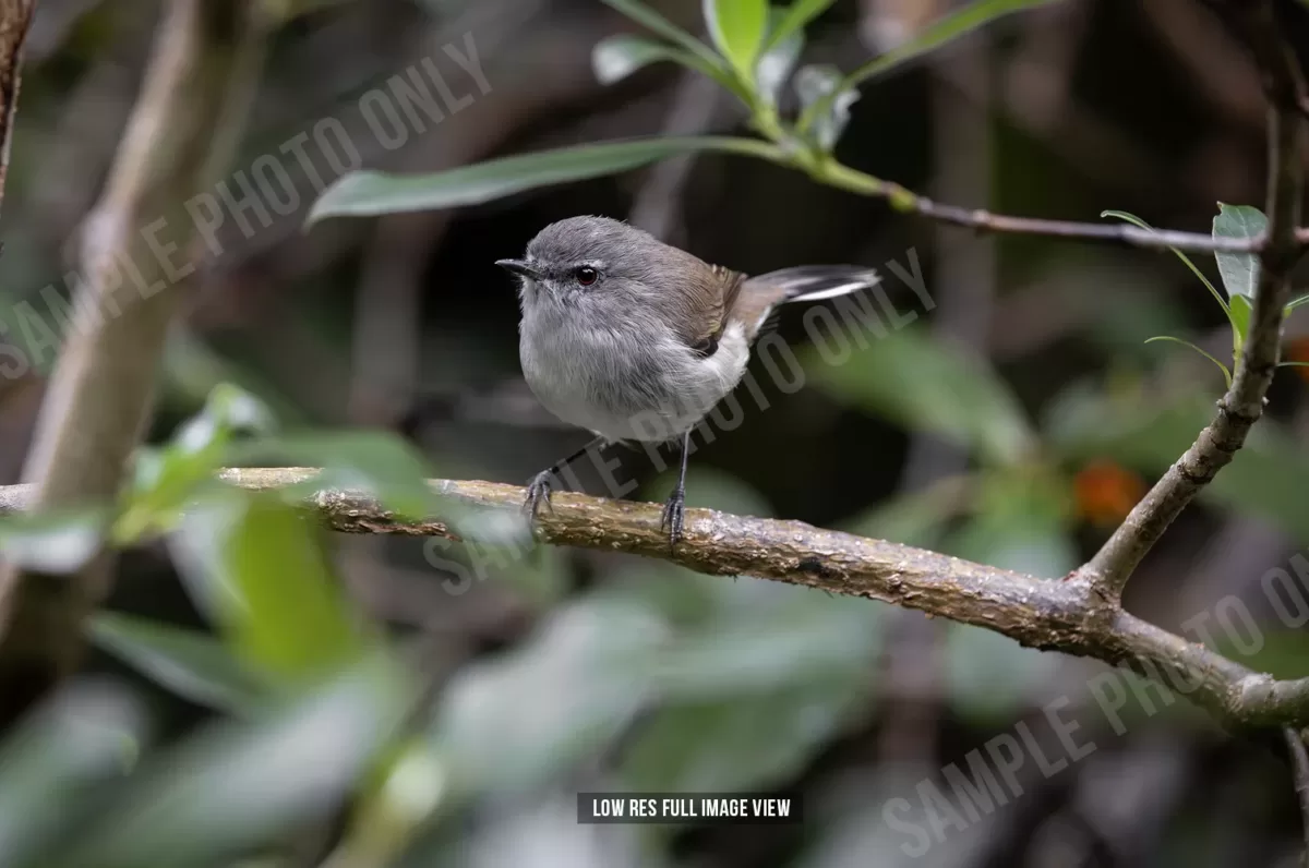 Grey warbler 002 - Image 2