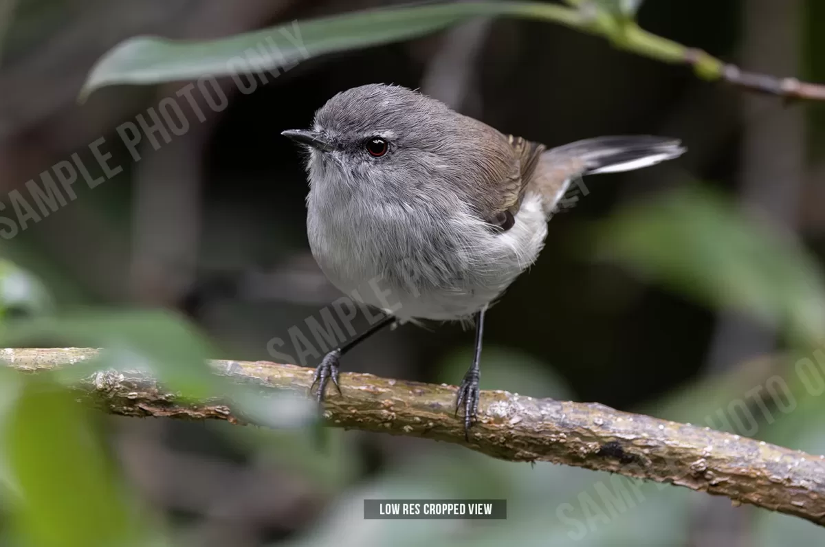 Grey warbler 002