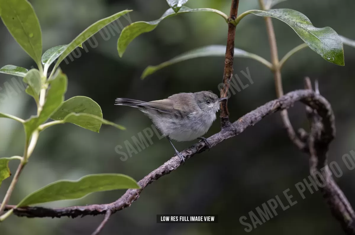 Grey warbler 003 - Image 2