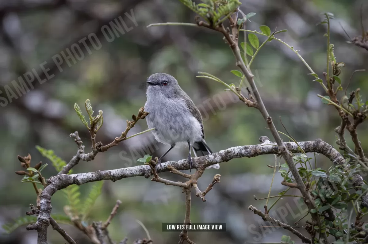 Grey warbler 005 - Image 2