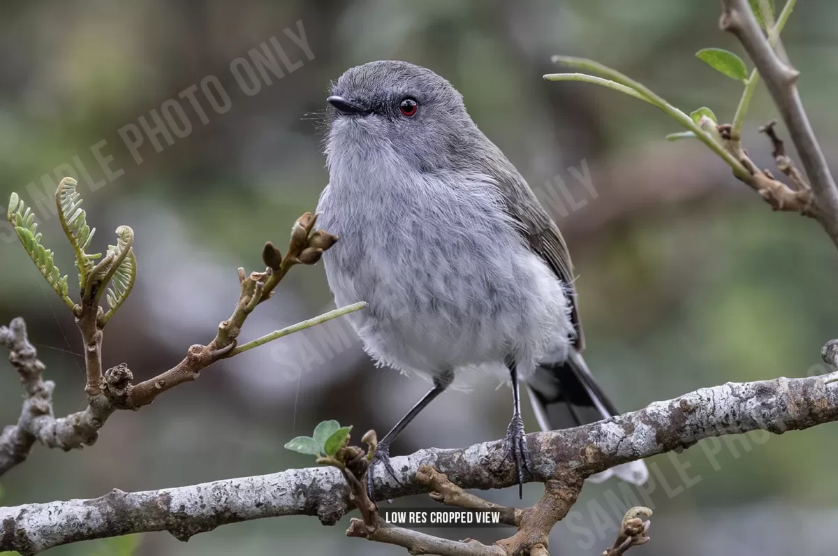 Grey warbler 005