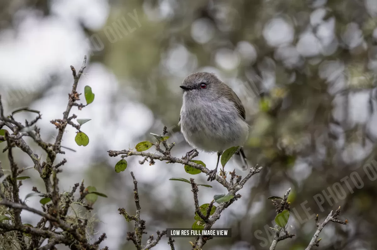 Grey warbler 006 - Image 2