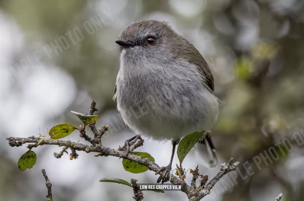 Grey warbler 006