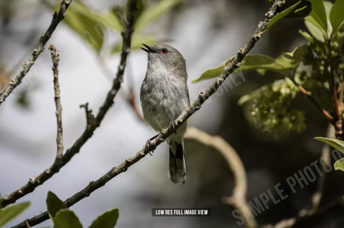 Grey warbler 007 - Image 2