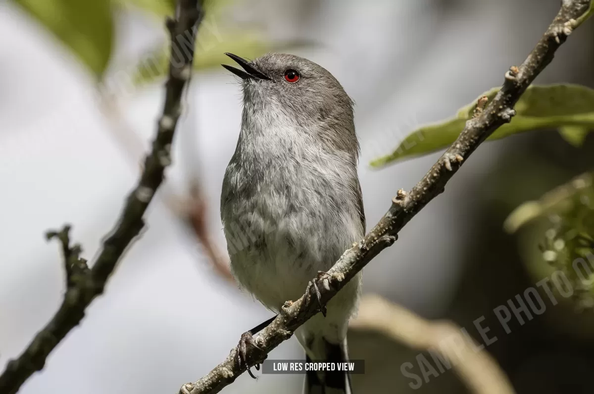 Grey warbler 007