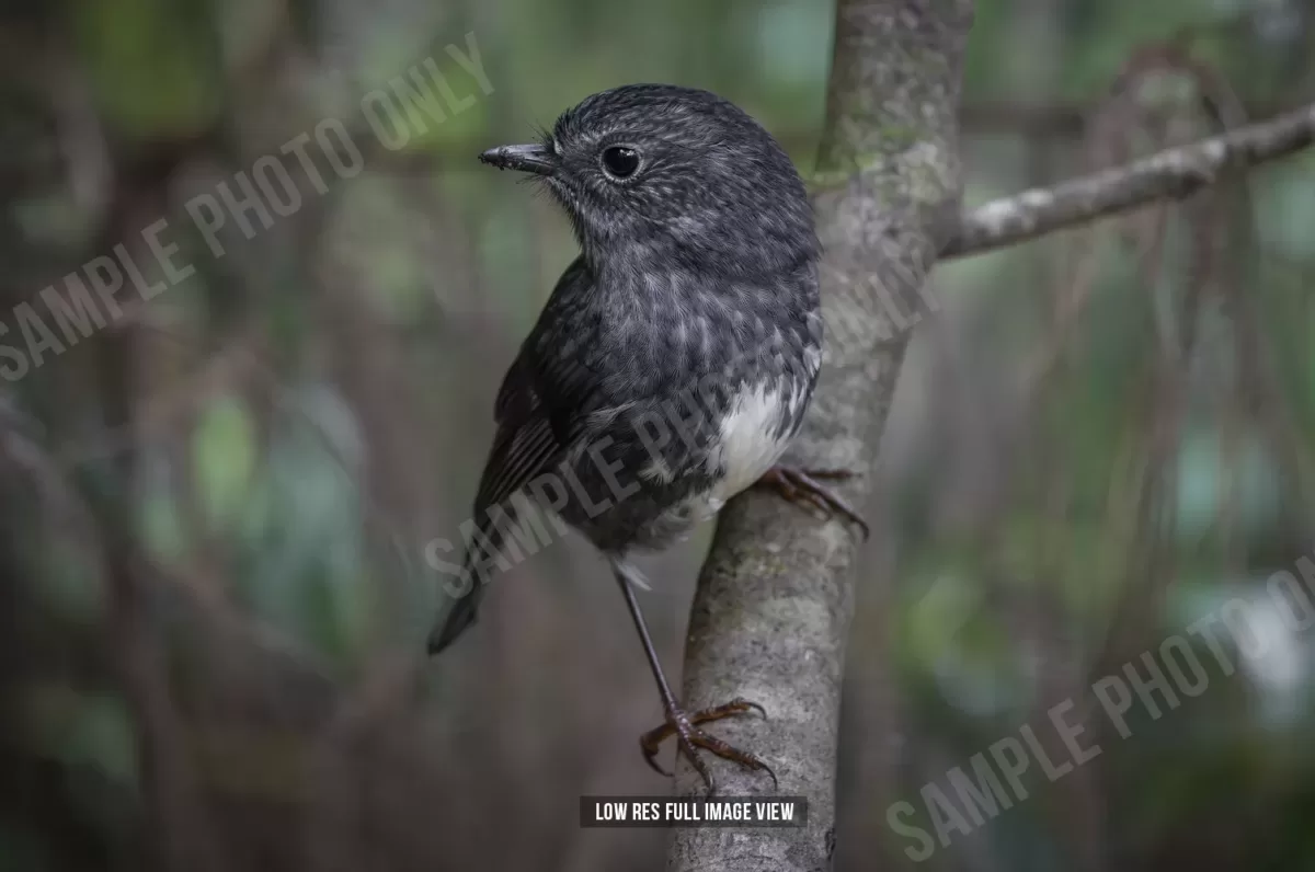 North Island robin 000