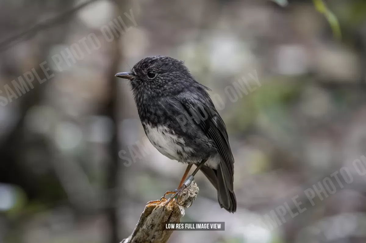 North Island robin 001