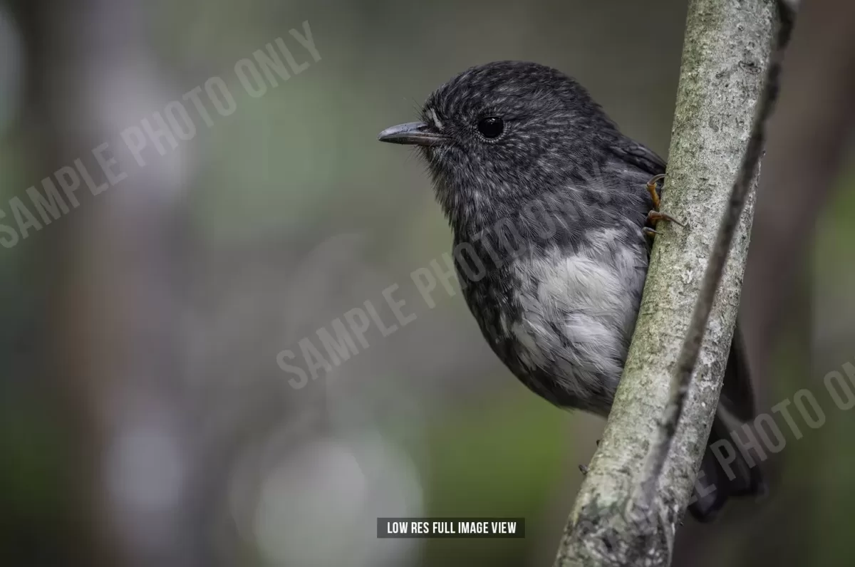 North Island robin 002